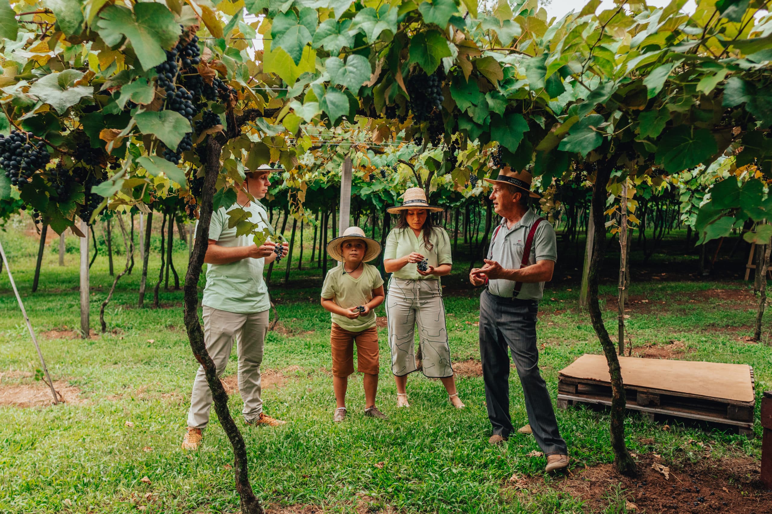 vinhos dos 18 anos VInícola Cainelli