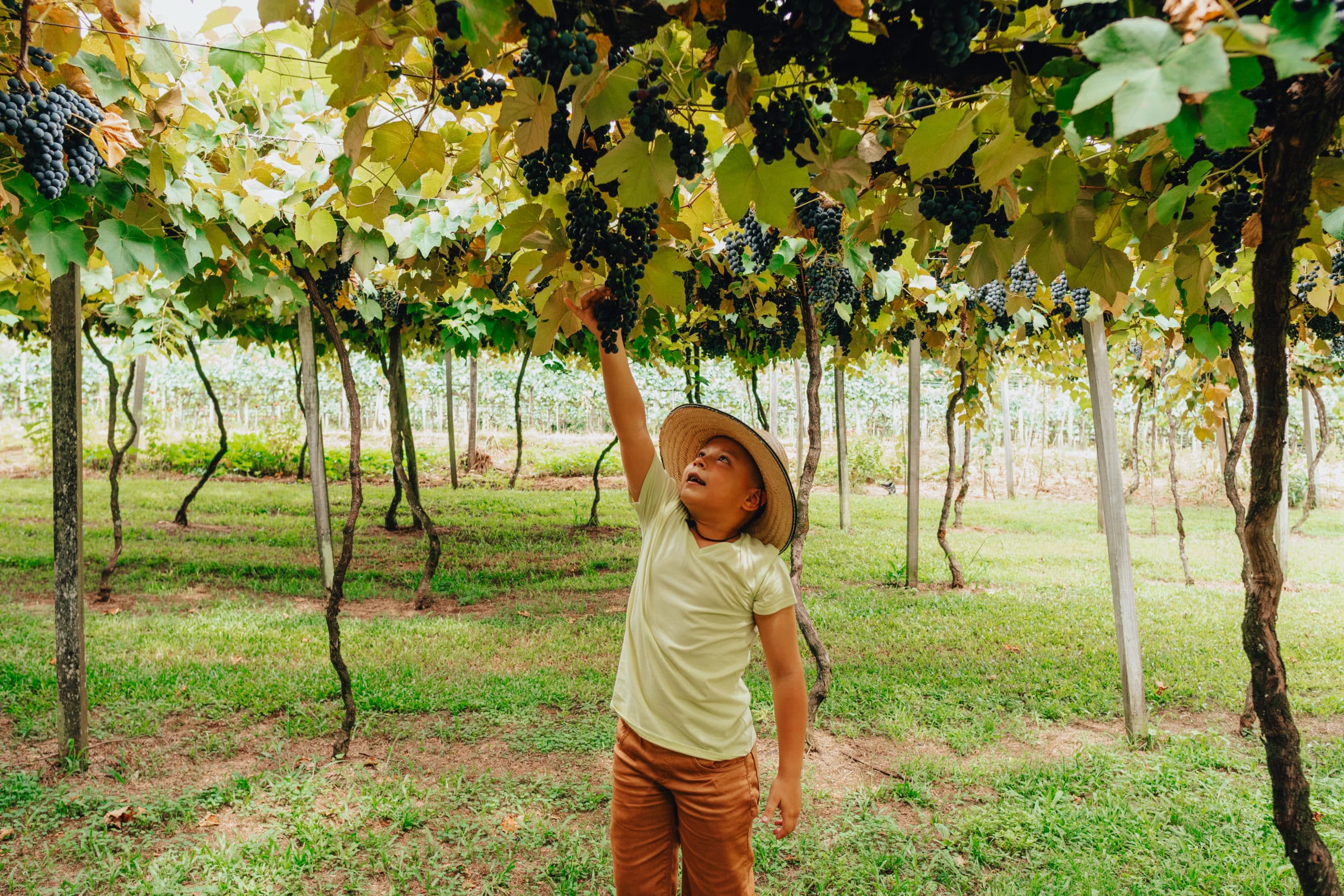 vinhos dos 18 anos VInícola Cainelli
